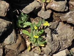 Biscutella cichoriifolia