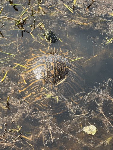 Peninsular Cooter, Laughlin Rd, Apopka, FL, US, photo 10 of 10