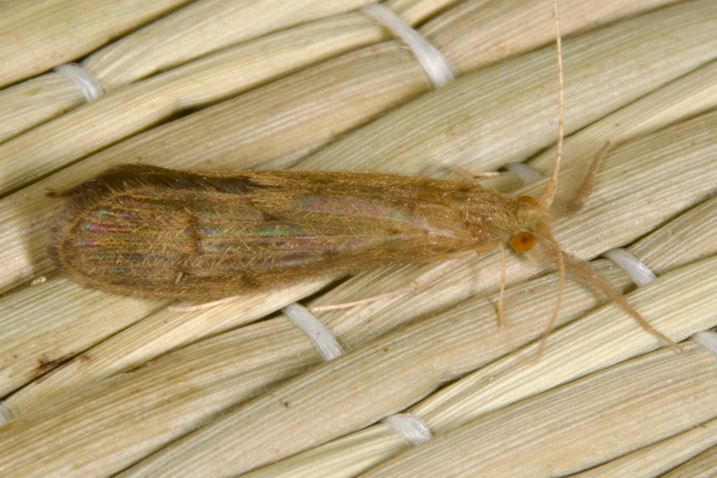 Oecetis notata