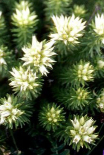 Rhodiola dumulosa (Rhodiola dumulosa)