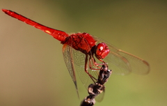 Crocothemis servilia