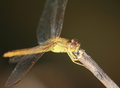 Crocothemis servilia