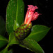 Costus laevis - Photo (c) Reinaldo Aguilar, some rights reserved (CC BY-NC-SA)