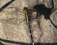 Orthetrum sabina