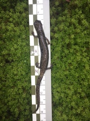 Pseudoeurycea leprosa