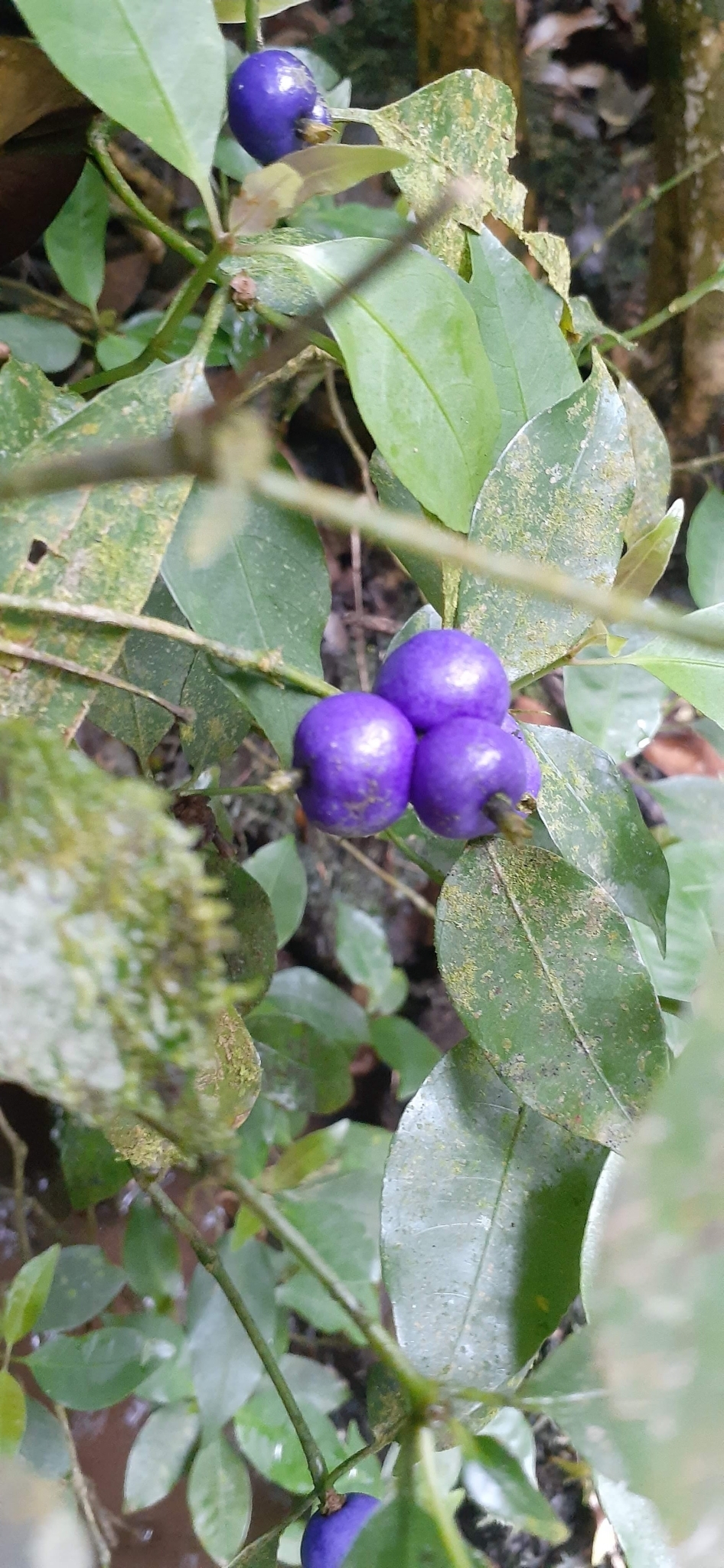 Psychotria suterella
