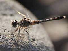 Diplacodes trivialis
