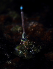 Ischnura senegalensis