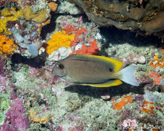 Ctenochaetus tominiensis