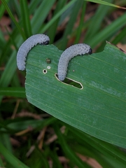 Phymatocera aterrima