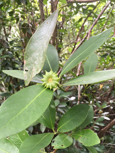 Yellow anisetree (Illicium parviflorum)