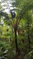 Sphaeropteris horrida