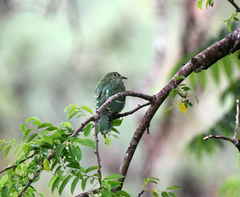 Tanna Fruit-Dove photo 4