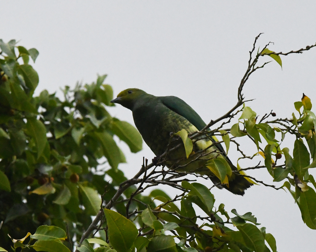 Tanna Fruit-Dove photo