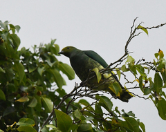 Tanna Fruit-Dove photo 1