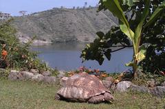 Stigmochelys pardalis