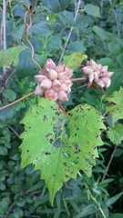 Ampelomyia vitiscoryloides