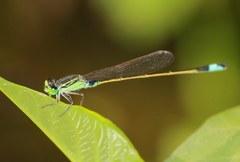 Ischnura senegalensis
