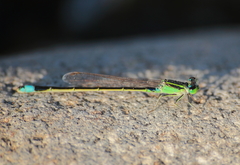 Ischnura senegalensis