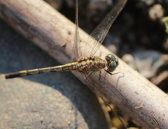 Diplacodes trivialis