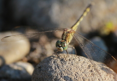 Diplacodes trivialis