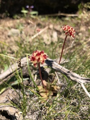 Micranthes aprica
