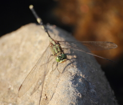 Orthetrum sabina