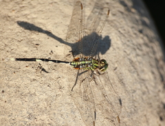 Orthetrum sabina