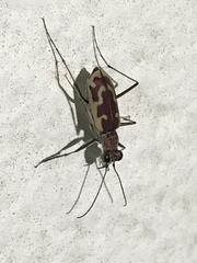 Ellipsoptera marutha