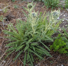 Cirsium scariosum