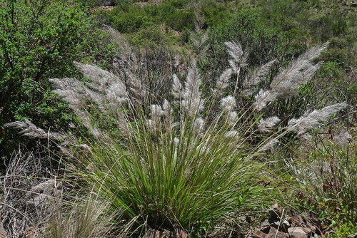 Cortaderia speciosa