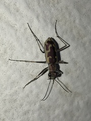 Ellipsoptera marutha