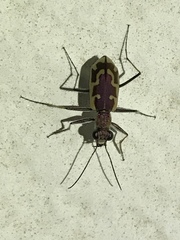 Ellipsoptera marutha