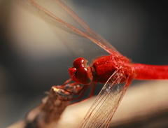Crocothemis servilia
