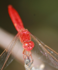 Crocothemis servilia