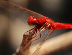 Crocothemis servilia