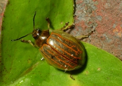 Oides scutellata