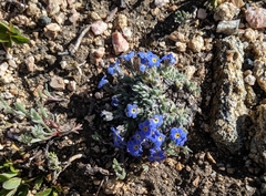 Eritrichium argenteum