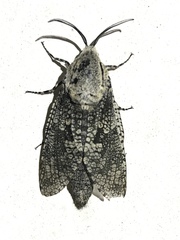 Prionoxystus