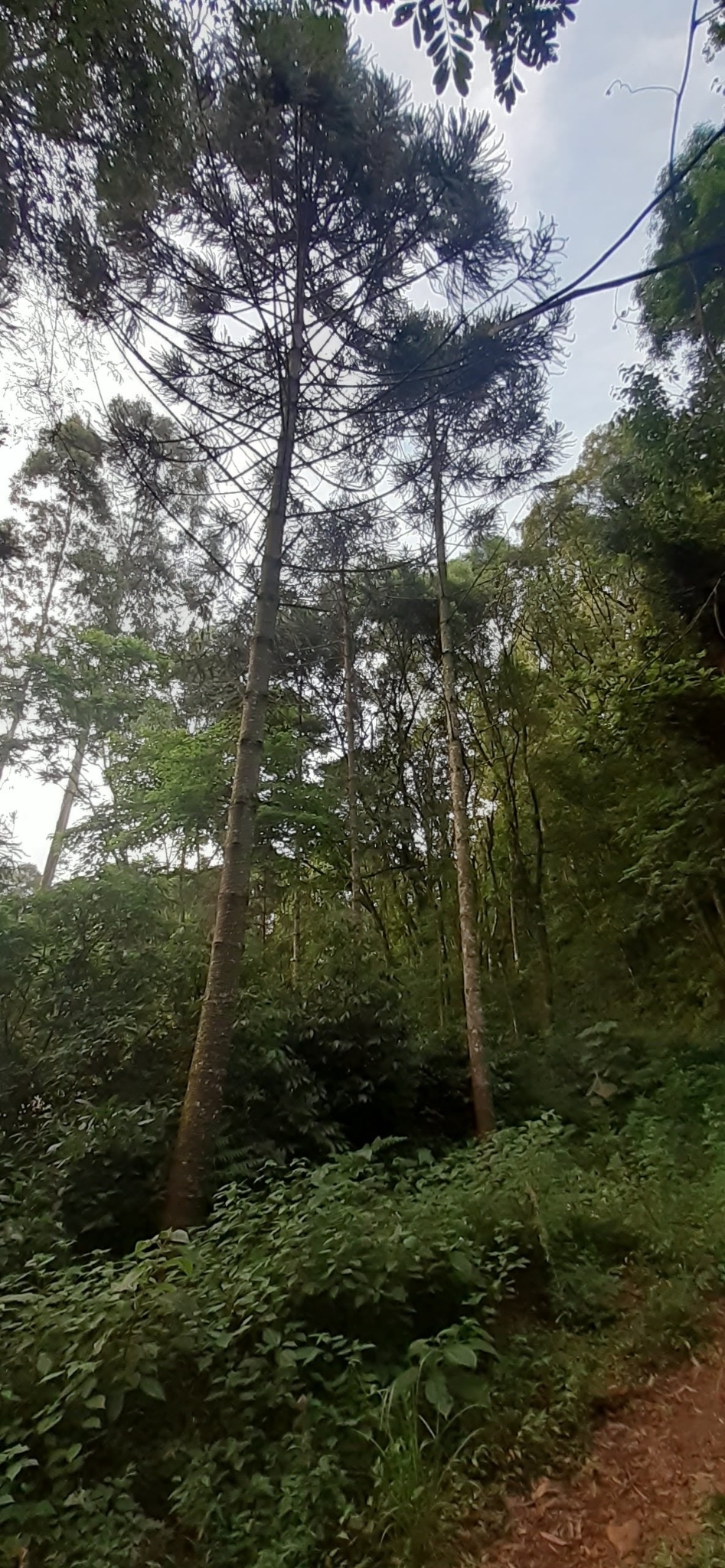 Araucaria angustifolia