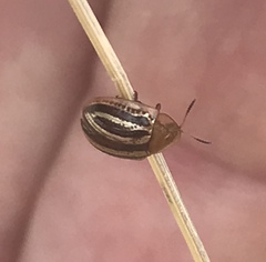 Agroiconota bivittata