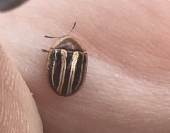 Agroiconota bivittata