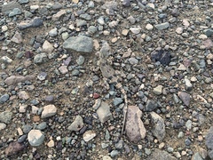 Phrynocephalus versicolor