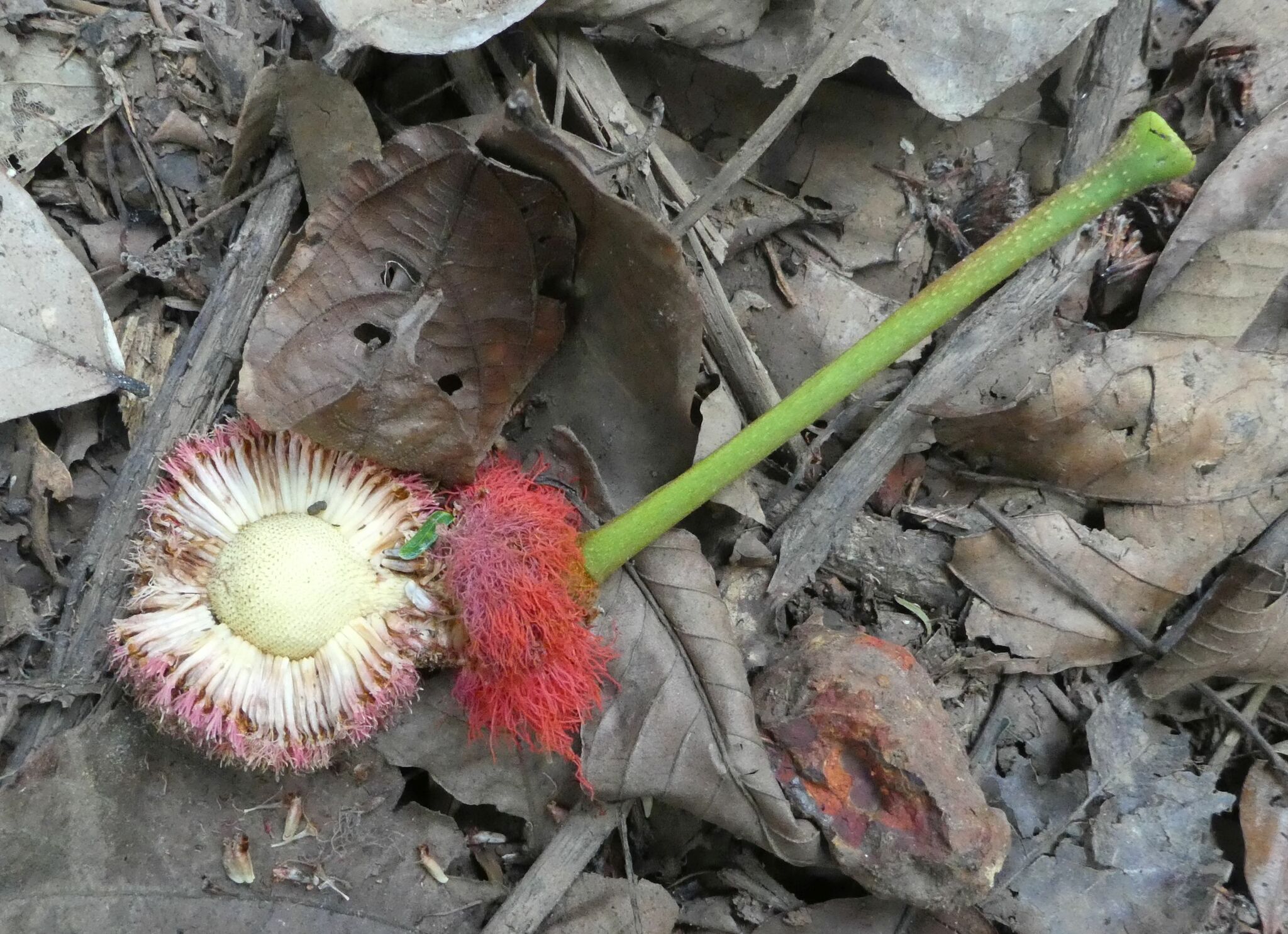 Parkia bicolor