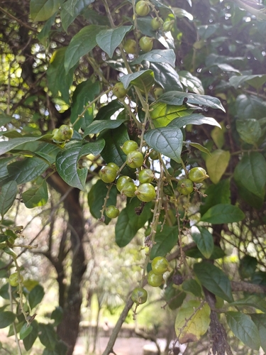 Duranta mutisii, photograph 2