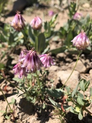 Trifolium productum
