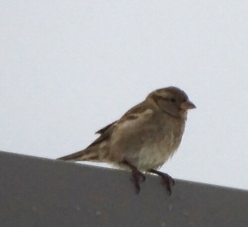 House Sparrow photographed in Vermont