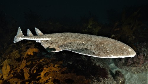 Australian angelshark (Squatina australis) — Squatinidae