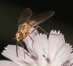 Phthiriinae