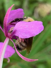 Bombus flavidus flavidus